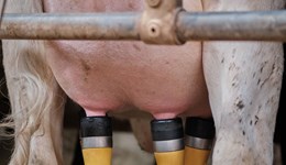 New initiative smooths the way for better mastitis control
